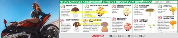 шишки Белокуриха